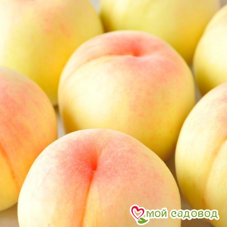 Персик Белый лебедь (-30°)