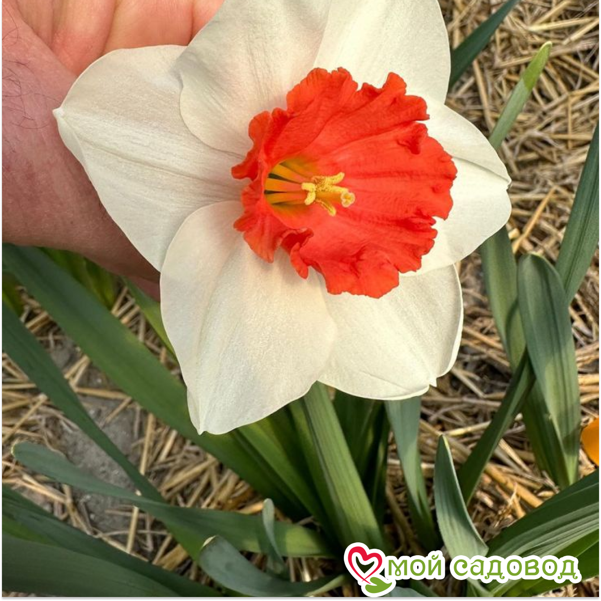 Нарцисс Декой крупнокорончатый