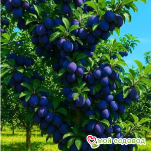 Слива Визион